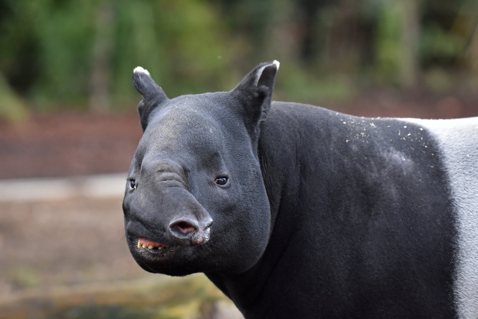Malayan tapir (Tapirus indicus)