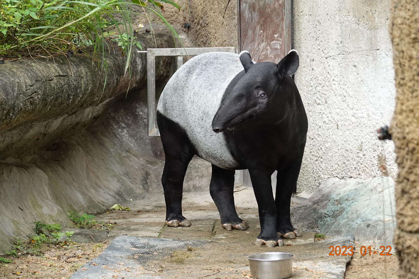 Malayan Tapir (Tapirus indicus)