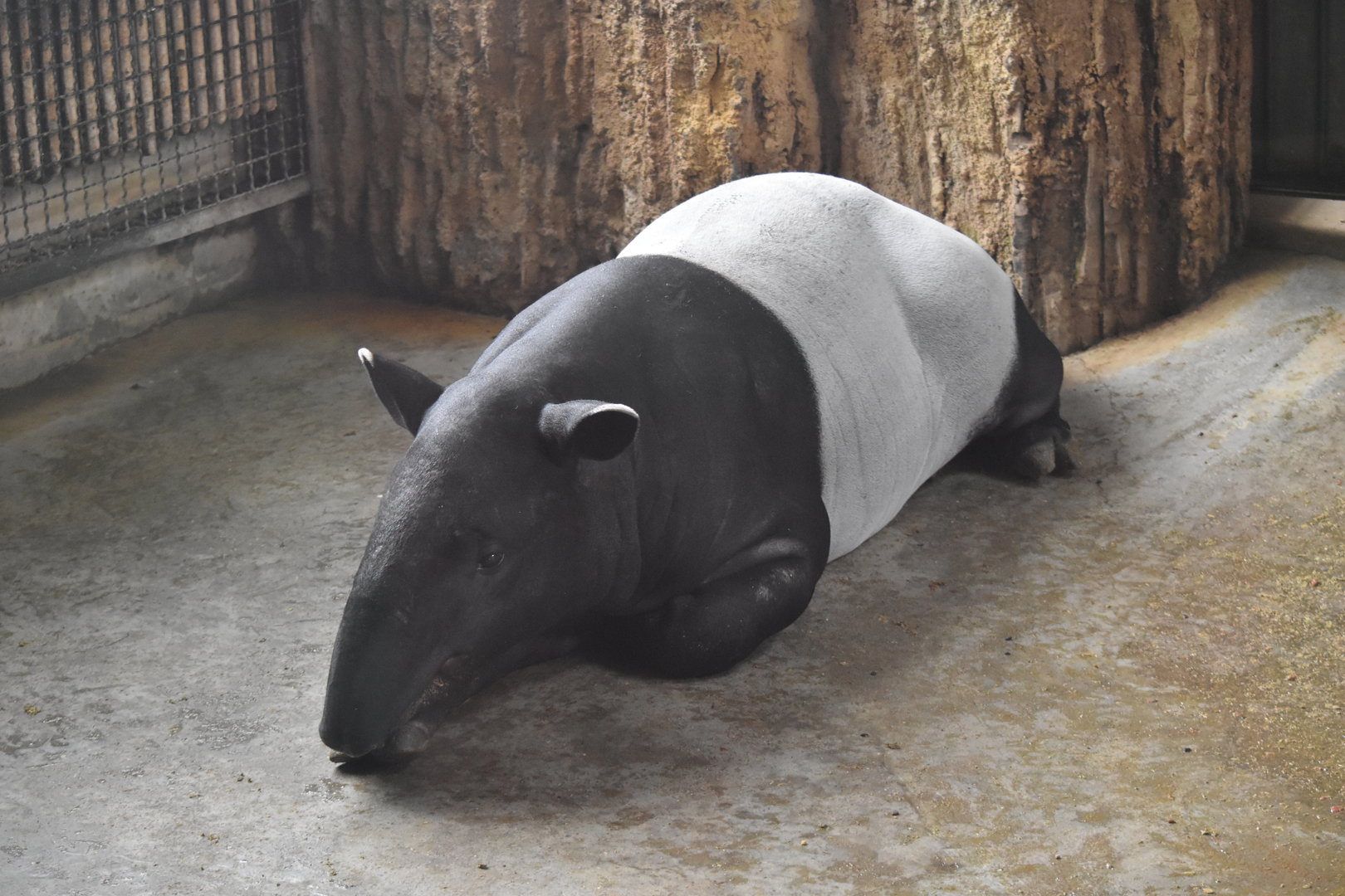 Malayan tapir (Tapirus indicus)