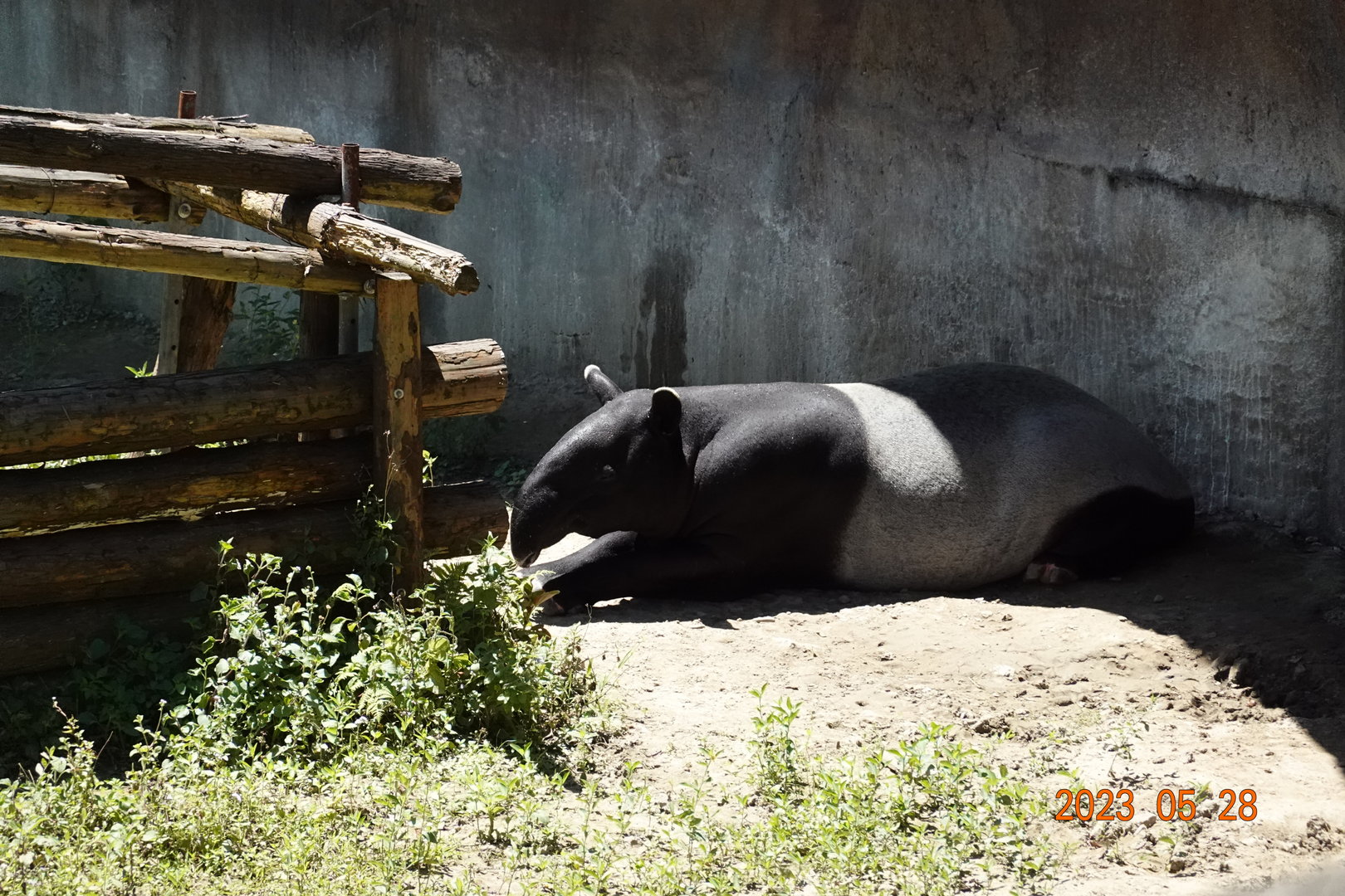 Malayan Tapir (Tapirus indicus)
