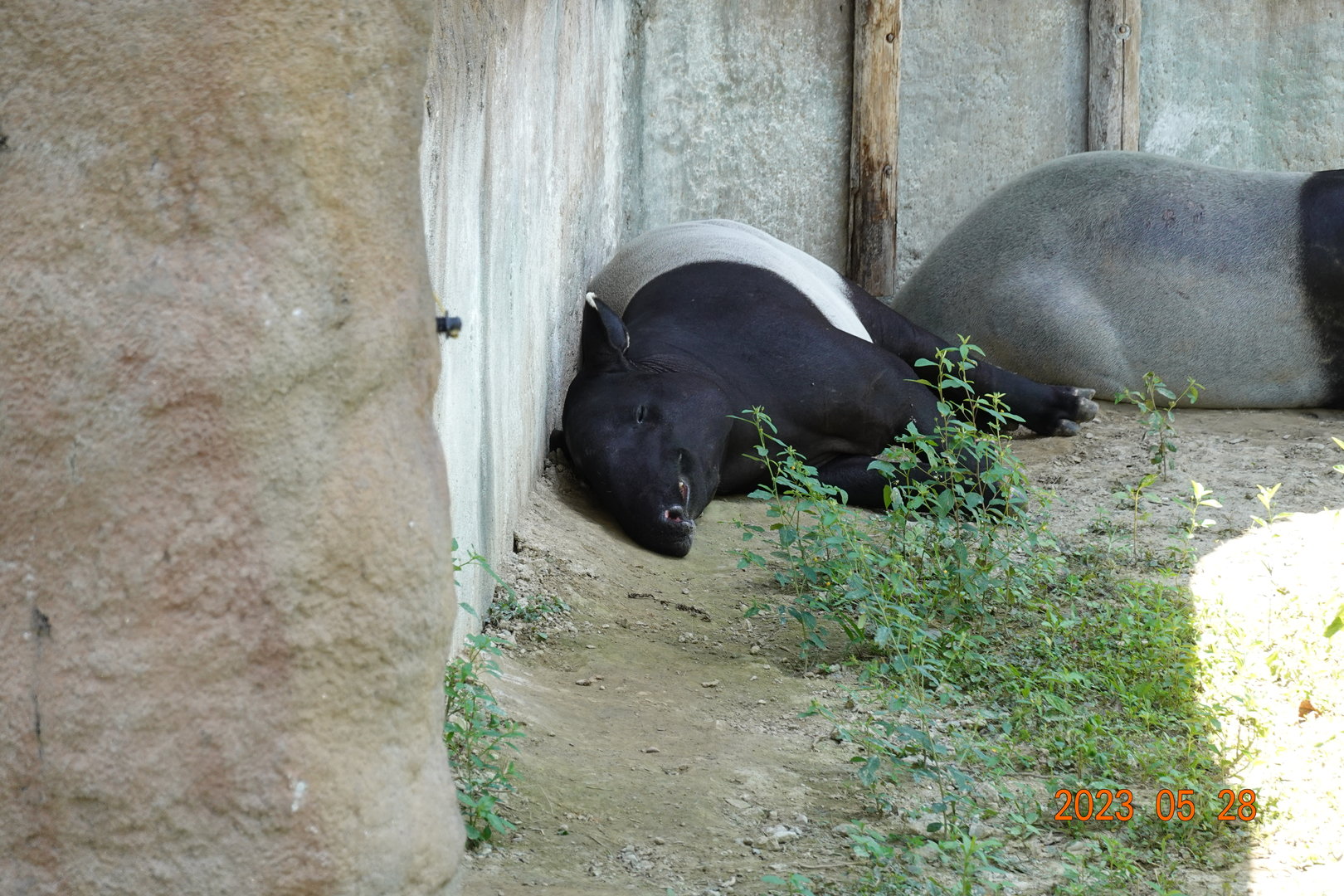 Malayan Tapir (Tapirus indicus)