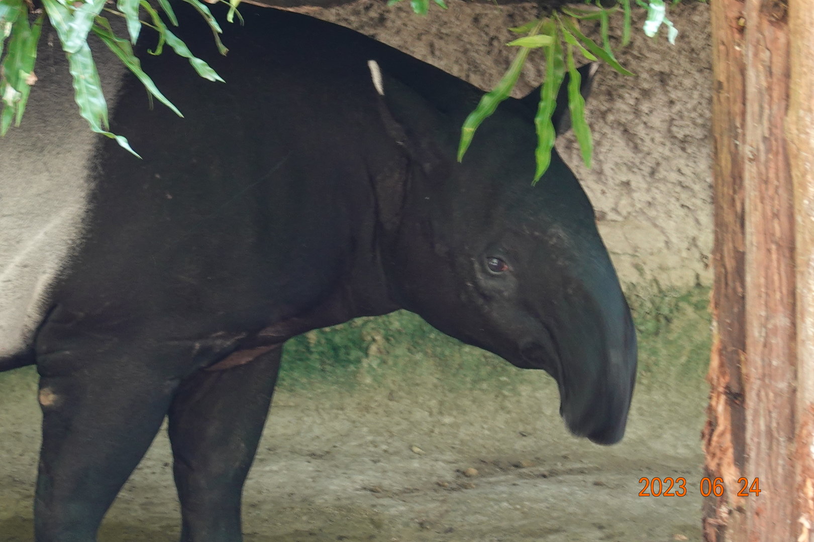 Malayan Tapir (Tapirus indicus)