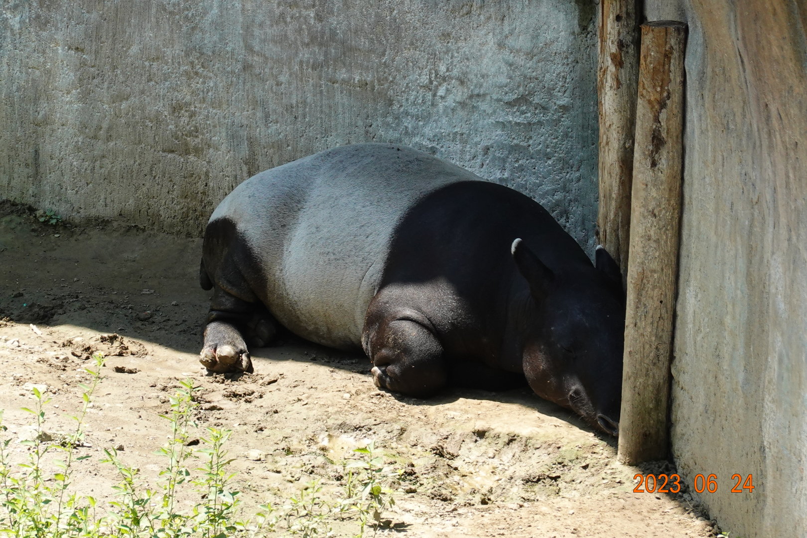 Malayan Tapir (Tapirus indicus)