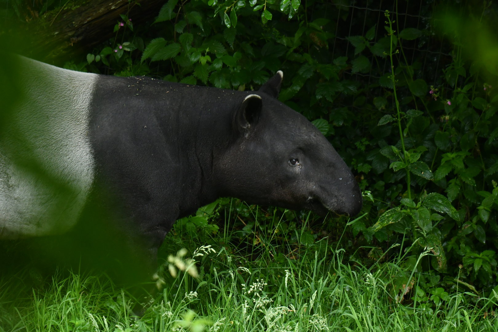 Malayan tapir (Tapirus indicus)