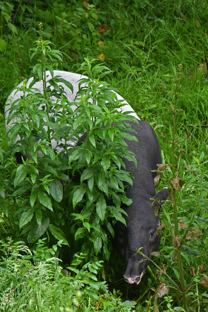 Malayan tapir (Tapirus indicus)