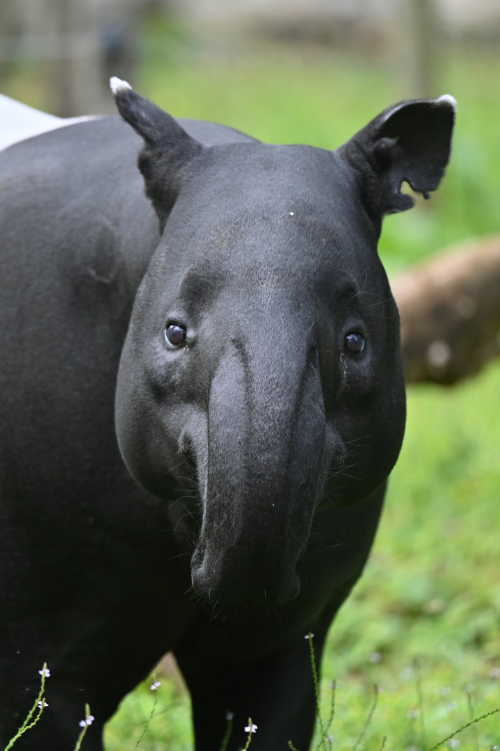 Malayan tapir (Tapirus indicus)