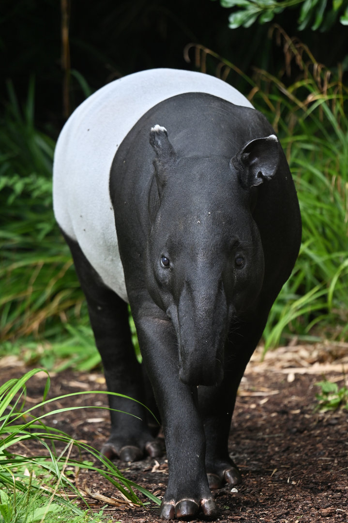 Malayan tapir (Tapirus indicus)
