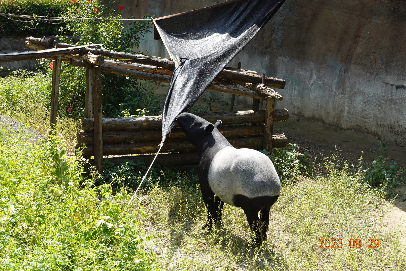 Malayan Tapir (Tapirus indicus)