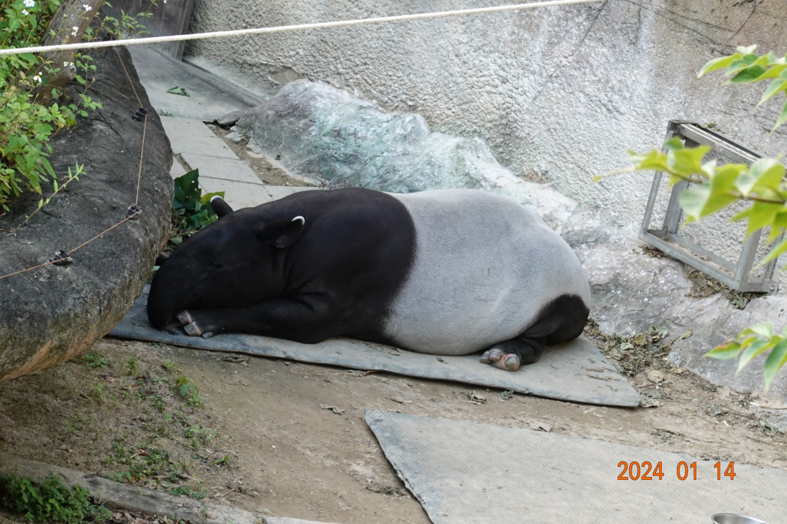 Malayan Tapir (Tapirus indicus)