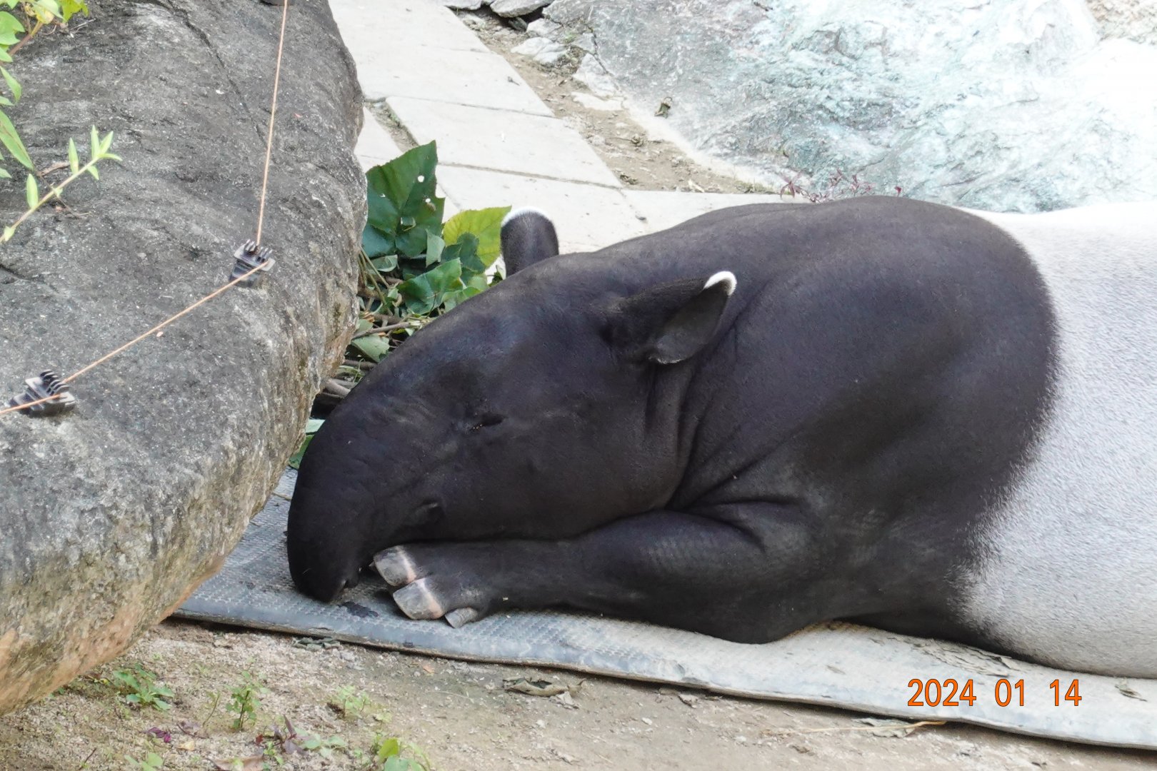 Malayan Tapir (Tapirus indicus)