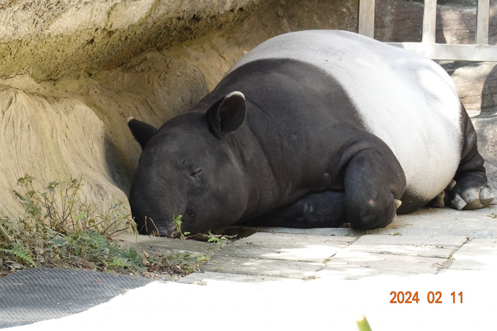 Malayan Tapir (Tapirus indicus)