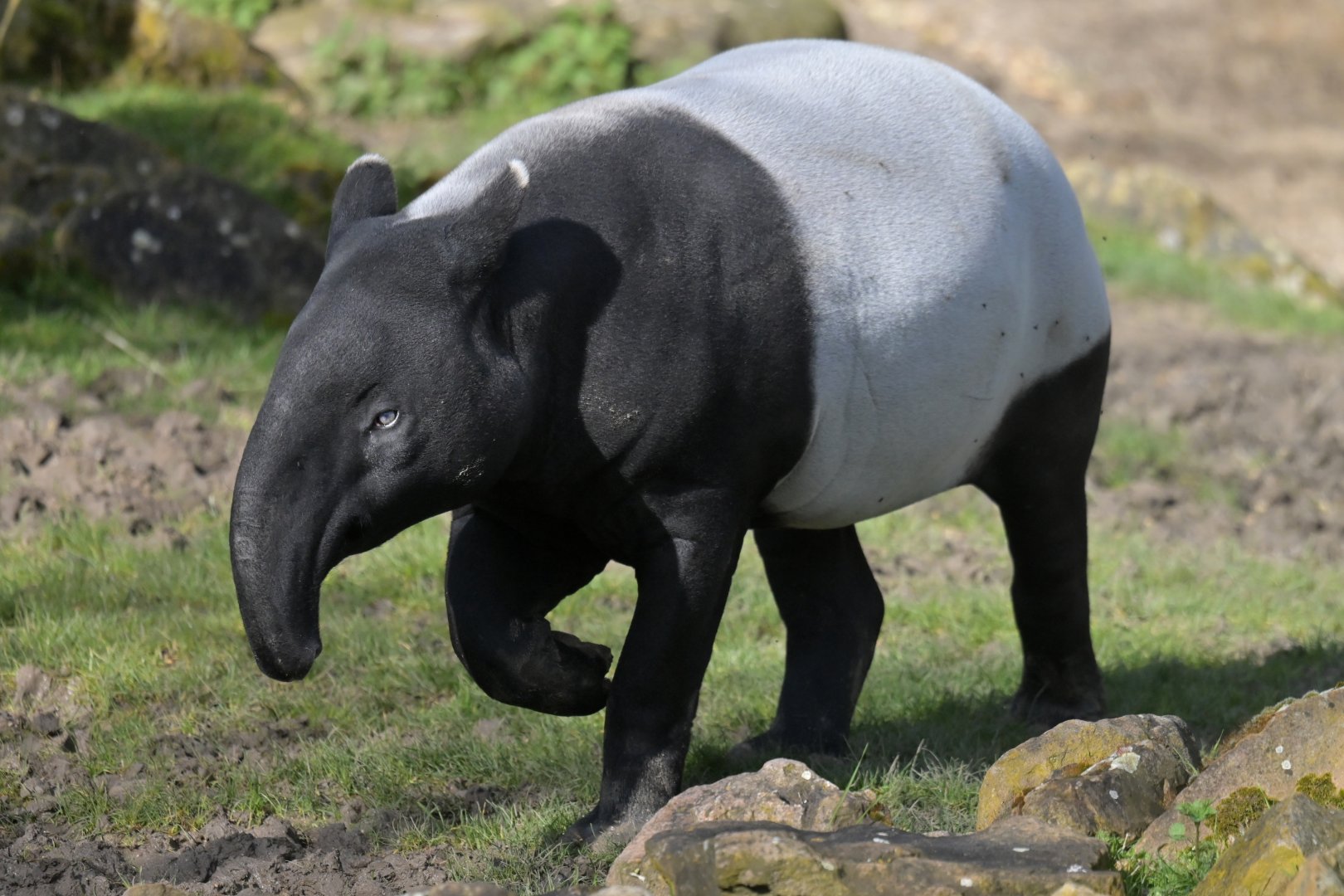Malayan tapir (Tapirus indicus)