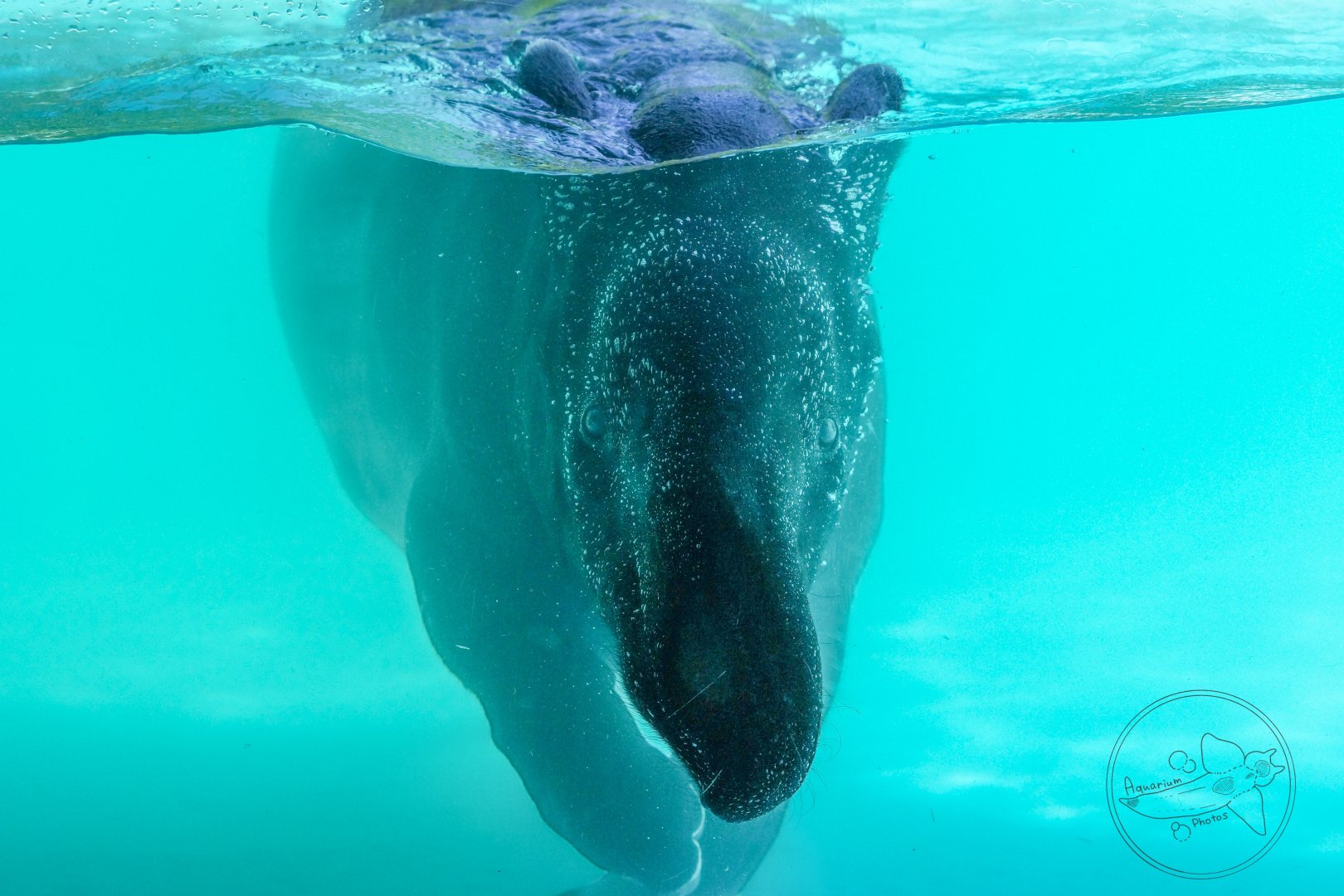 Malayan Tapir (Tapirus indicus)