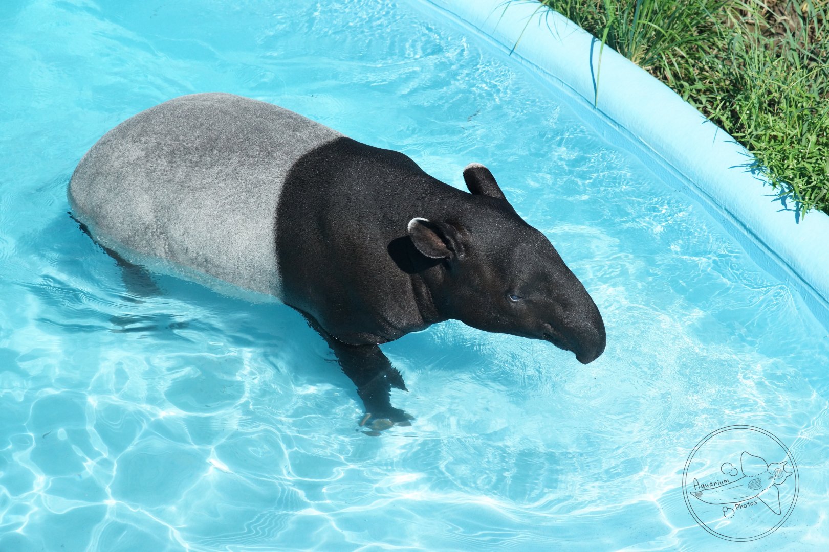 Malayan Tapir (Tapirus indicus)