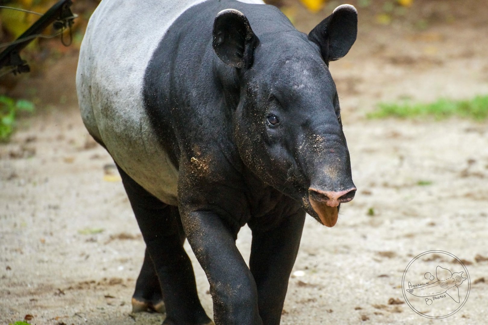 Malayan Tapir (Tapirus indicus)