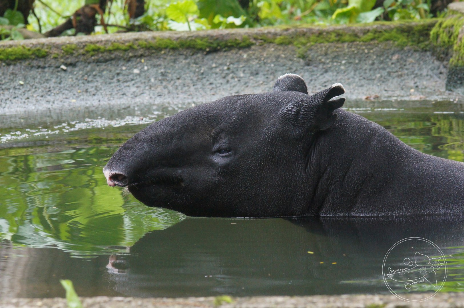 Malayan Tapir (Tapirus indicus)