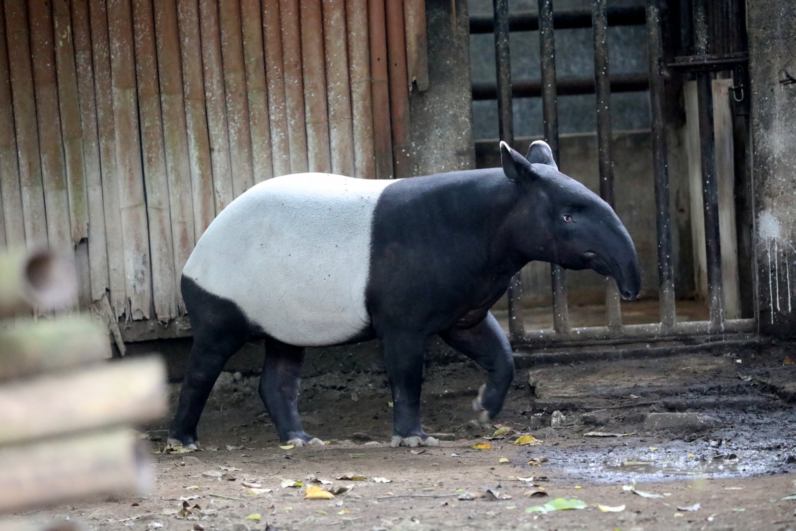 Malayan tapir (Tapirus indicus)