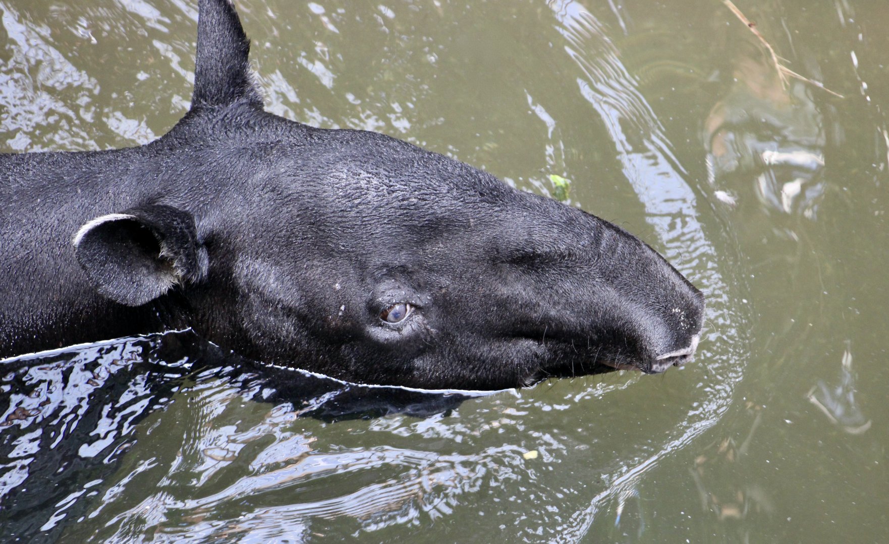Malayan Tapir (Tapirus indicus)