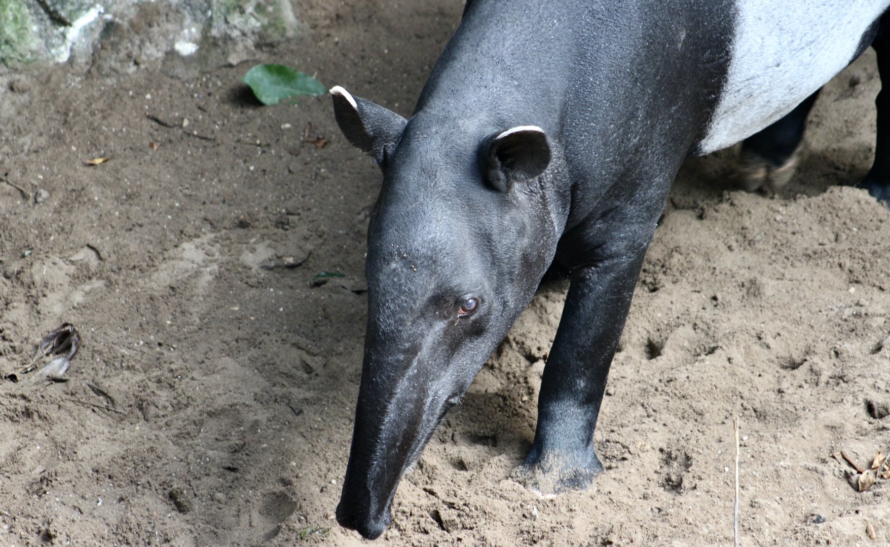 Malayan Tapir (Tapirus indicus)