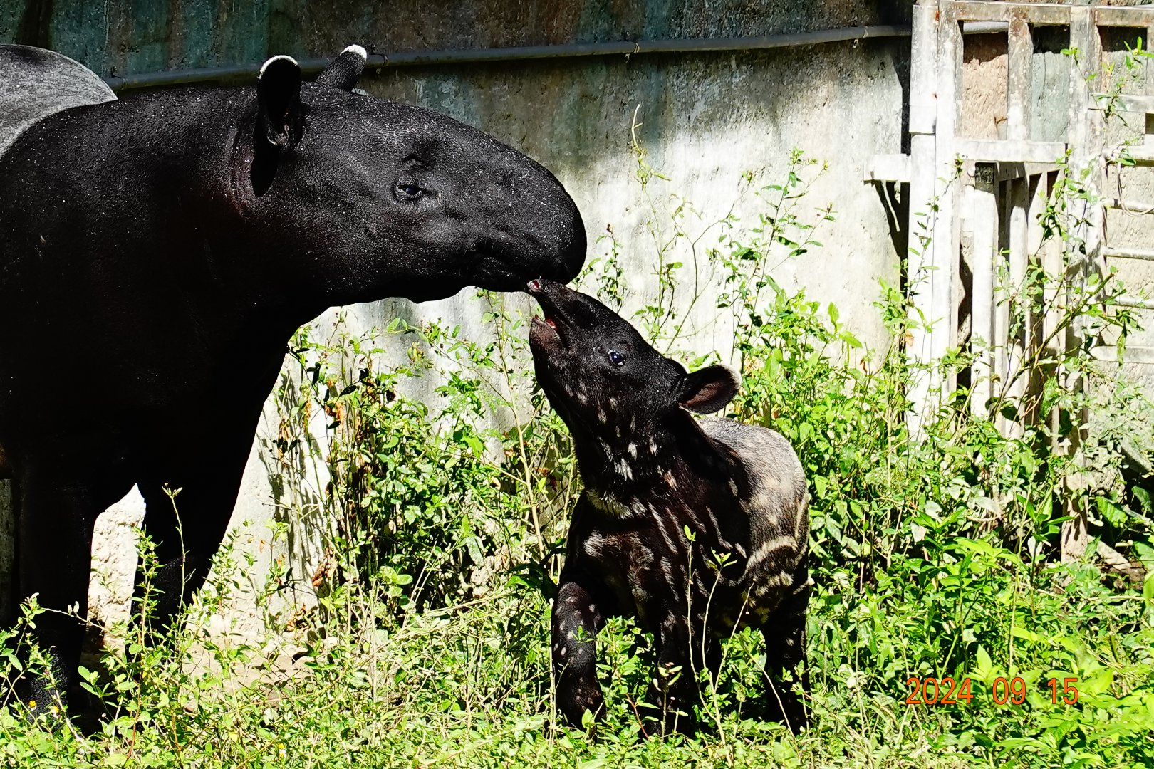 Malayan Tapir (Tapirus indicus)