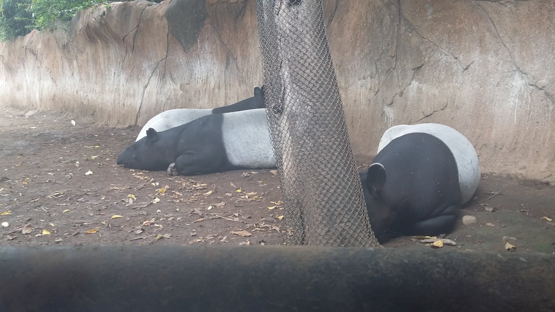 Malayan tapir (Tapirus indicus)