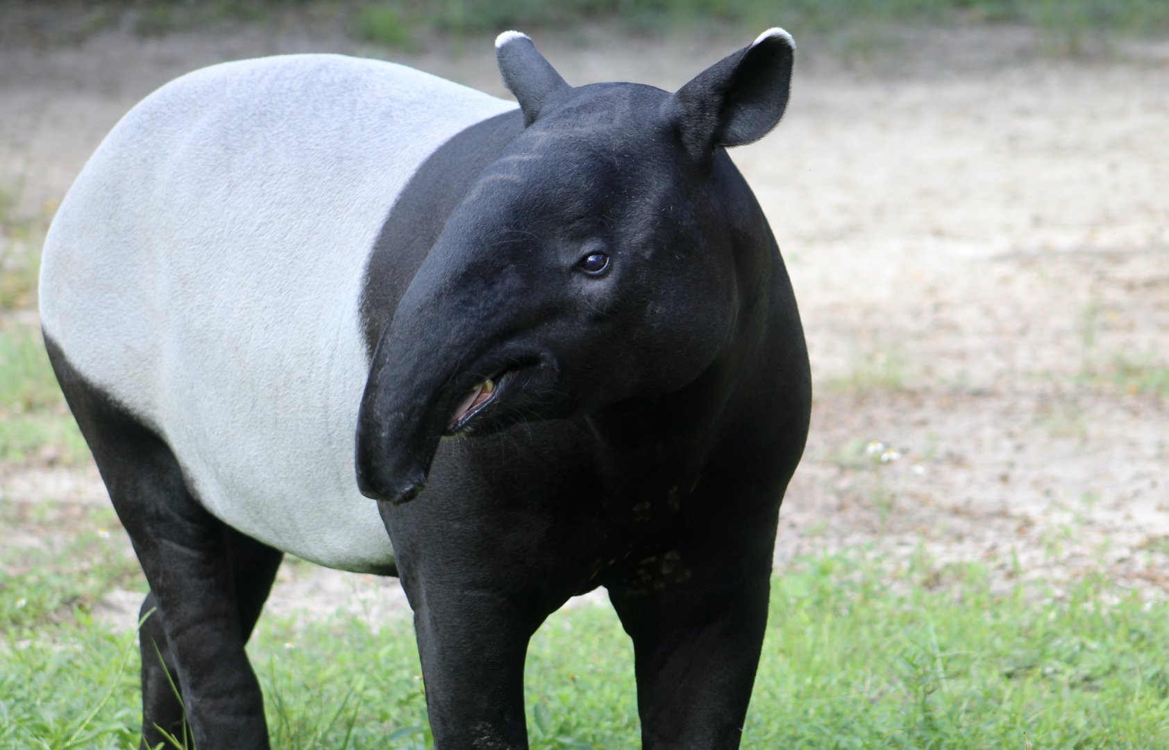Malayan Tapir (Tapirus indicus)