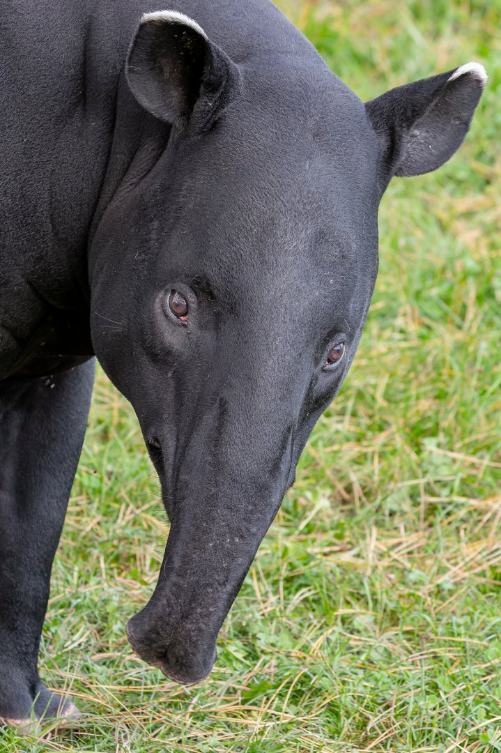 Malayan tapir (Tapirus indicus)