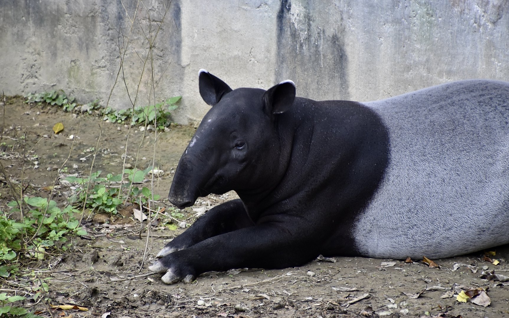 Malayan Tapir (Tapirus indicus)