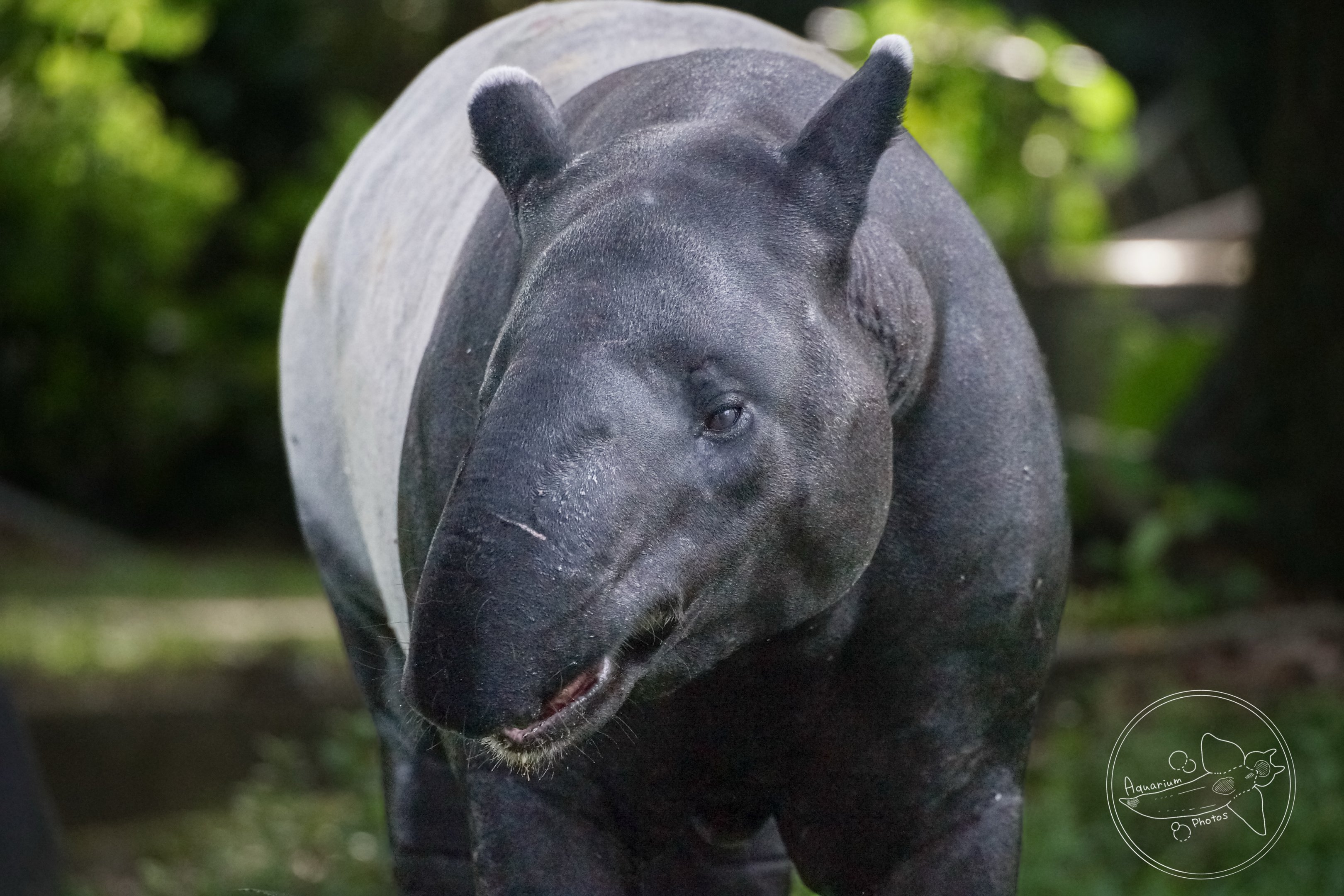 Malayan Tapir (Tapirus indicus)