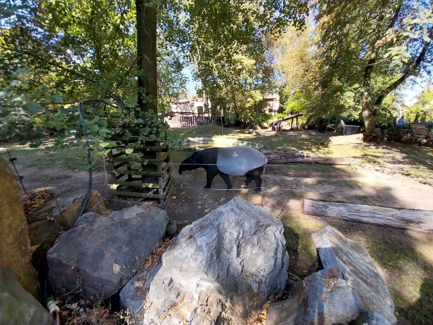 Malayan Tapir (Tapirus indicus)