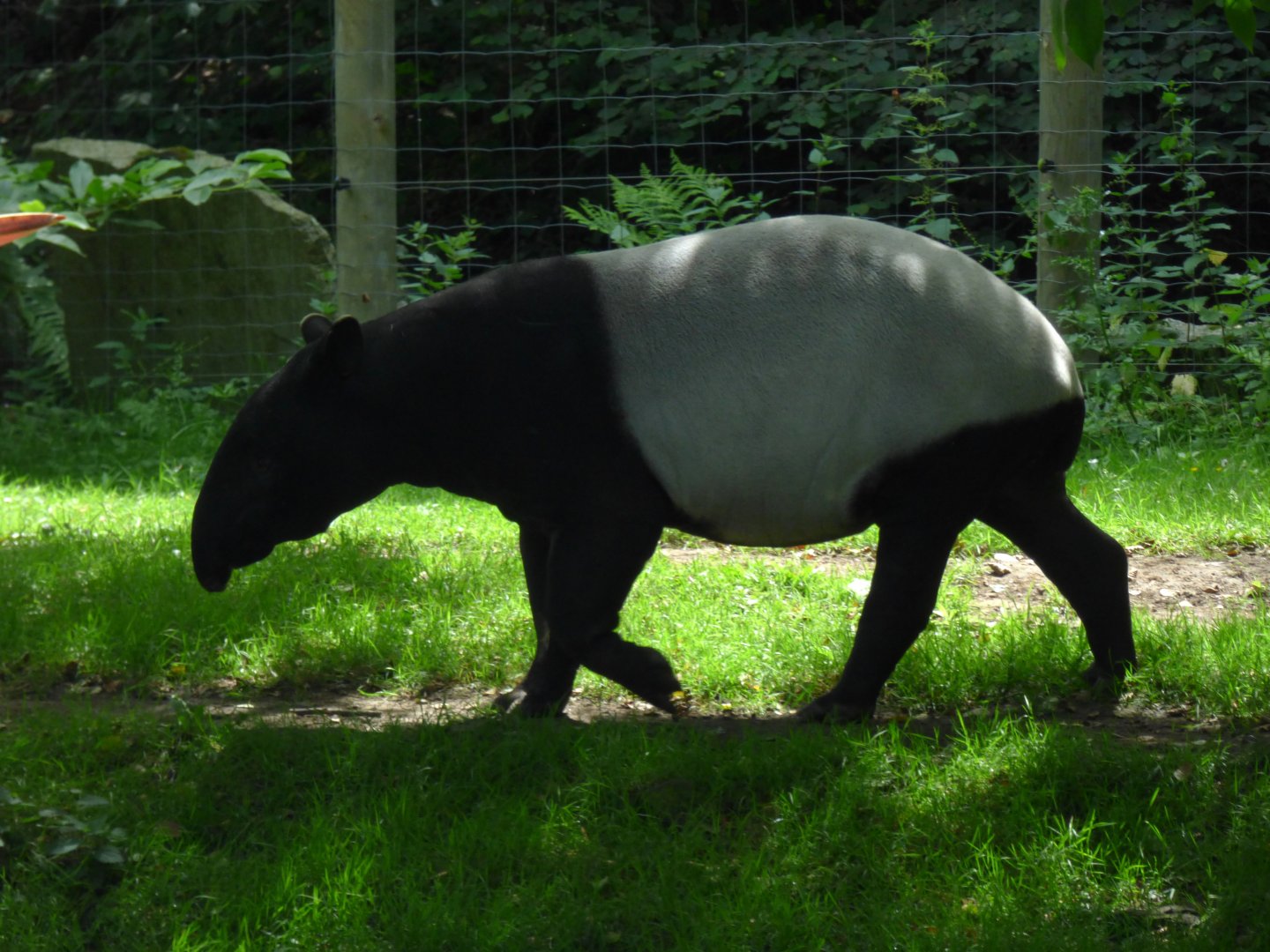 Malayan tapir (Tapirus indicus)