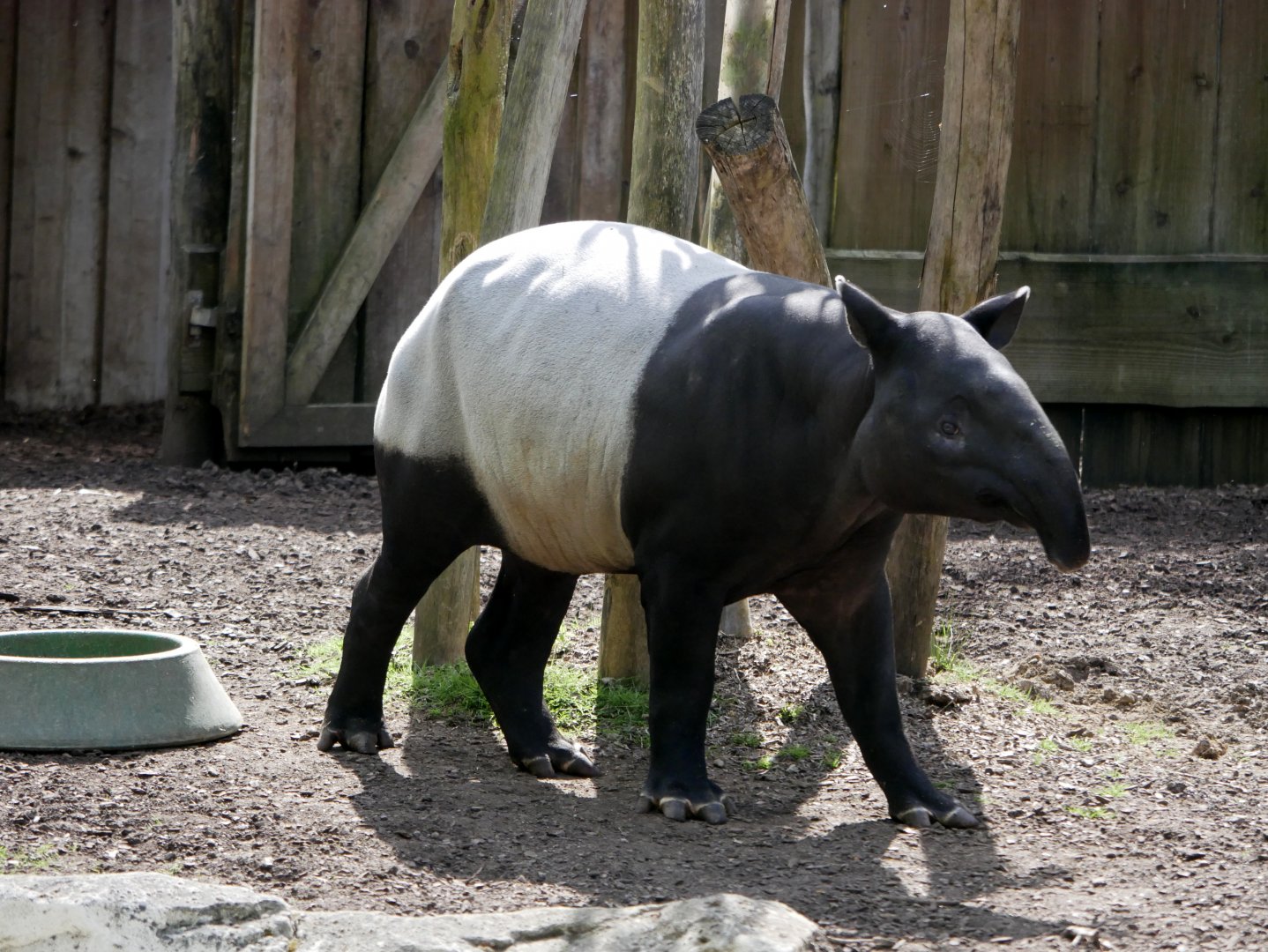 Malayan tapir (Tapirus indicus)
