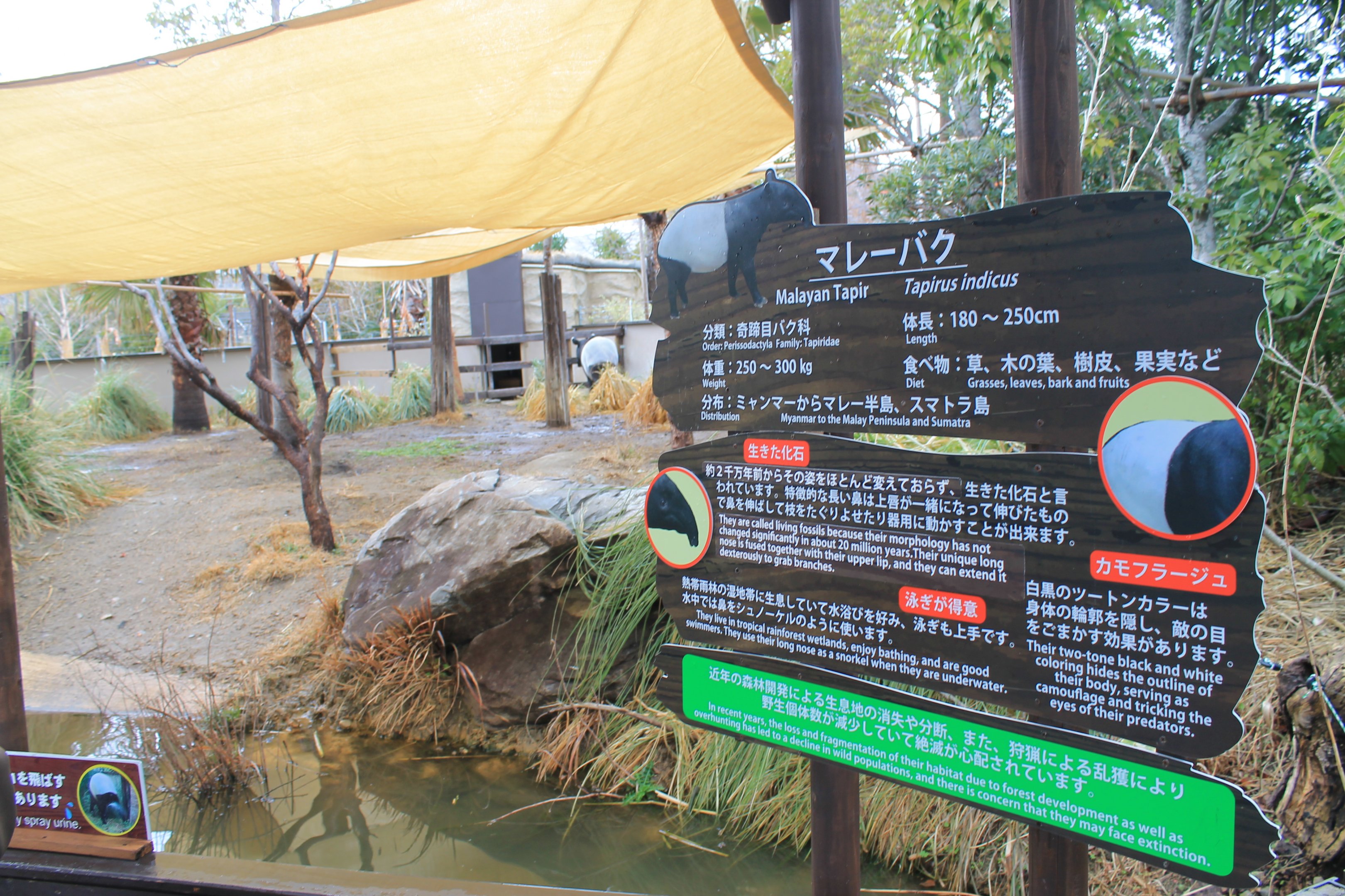 Malayan Tapir (Tapirus indicus)