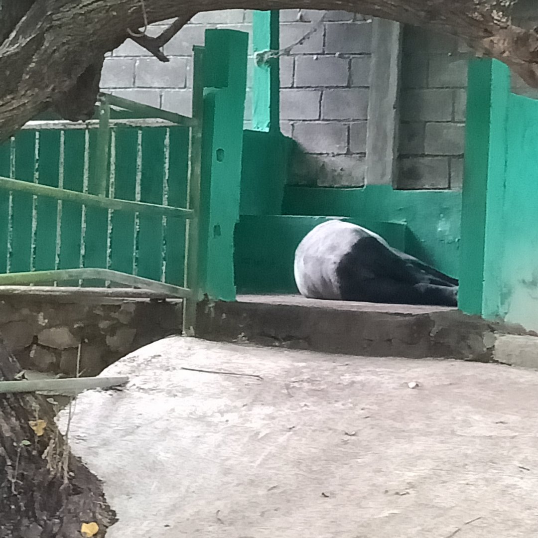 Malayan tapir (Tapirus indicus)