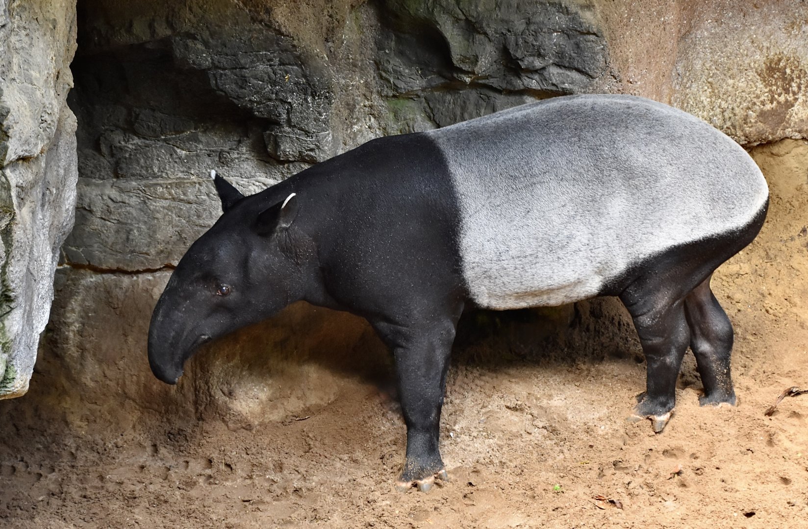 Malayan Tapir (Tapirus indicus)