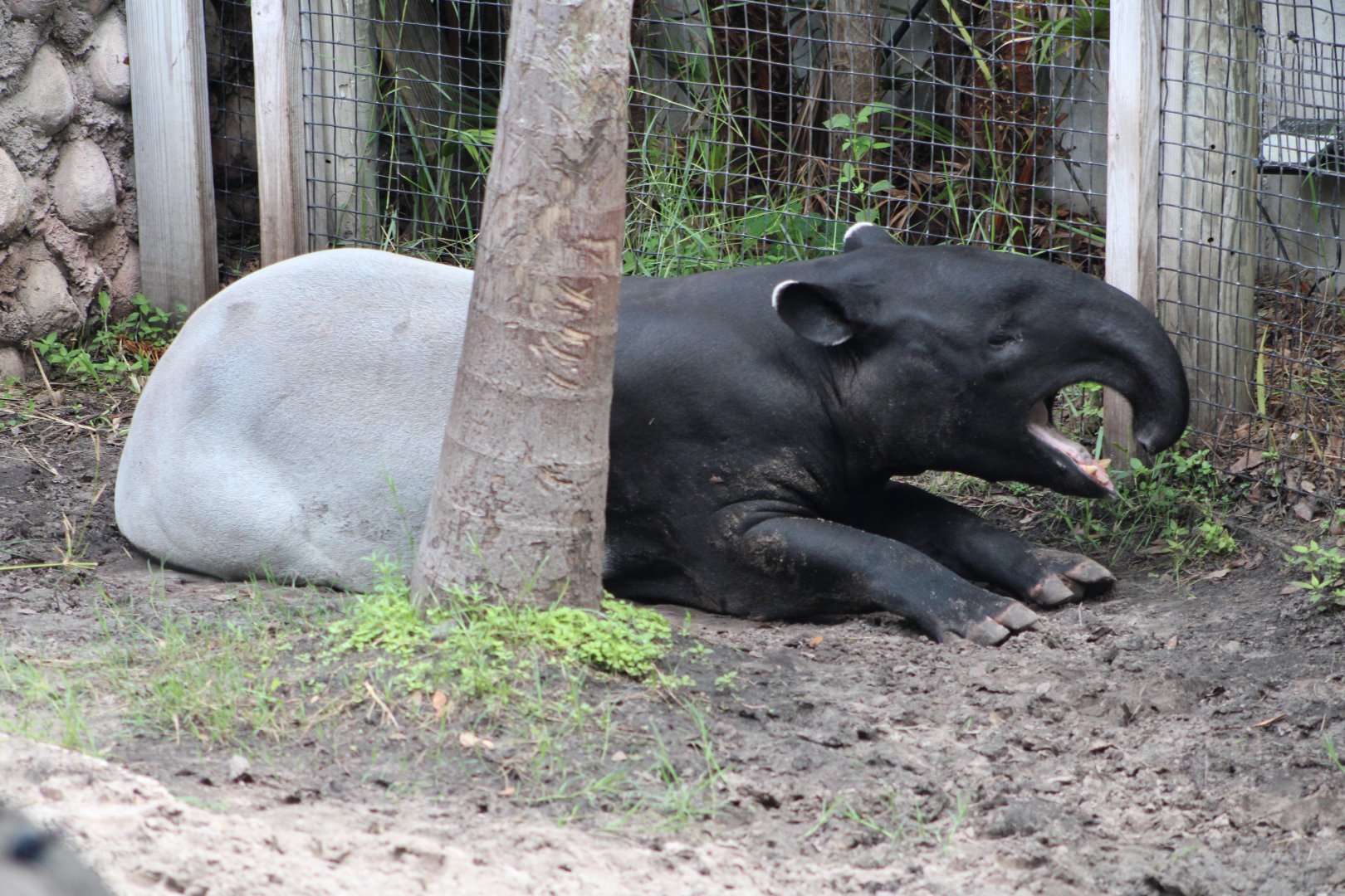 Malayan Tapir (Tapirus indicus)