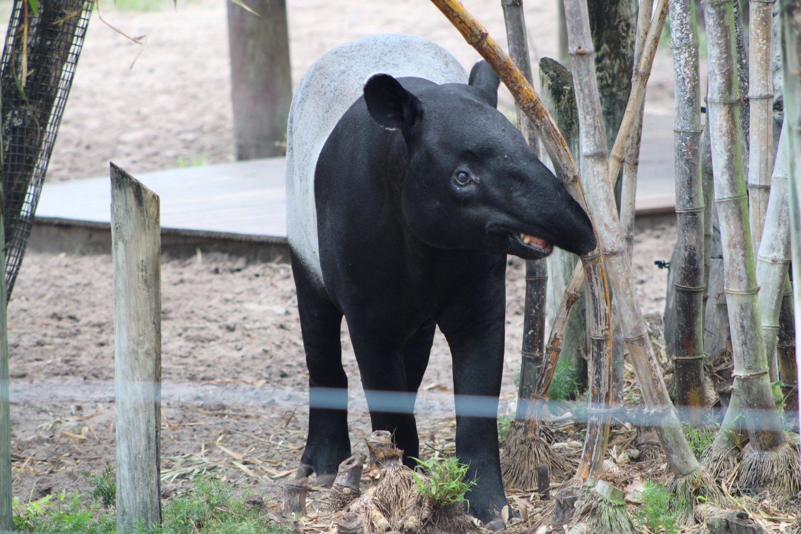 Malayan Tapir (Tapirus indicus)
