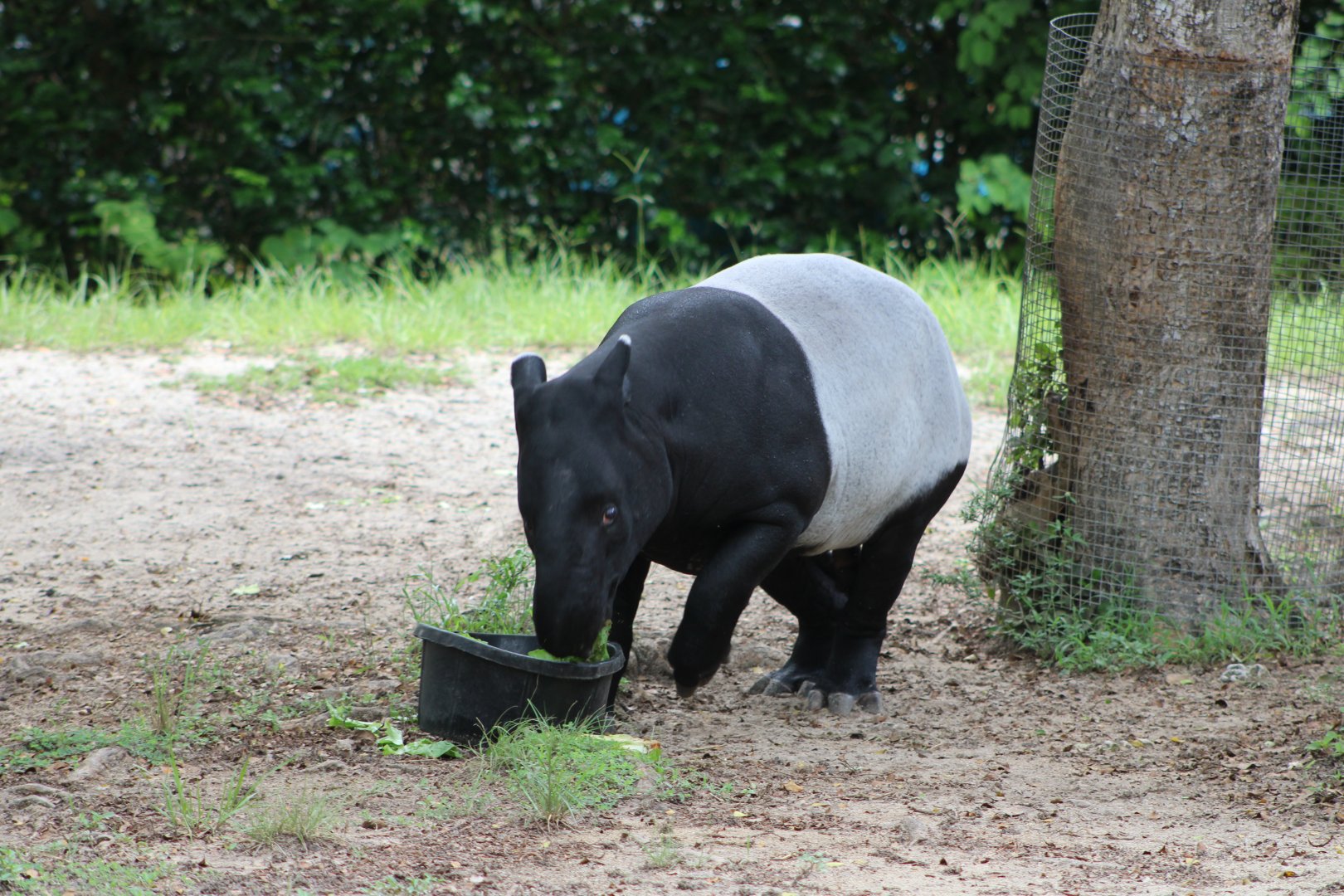 Malayan Tapir (Tapirus indicus)