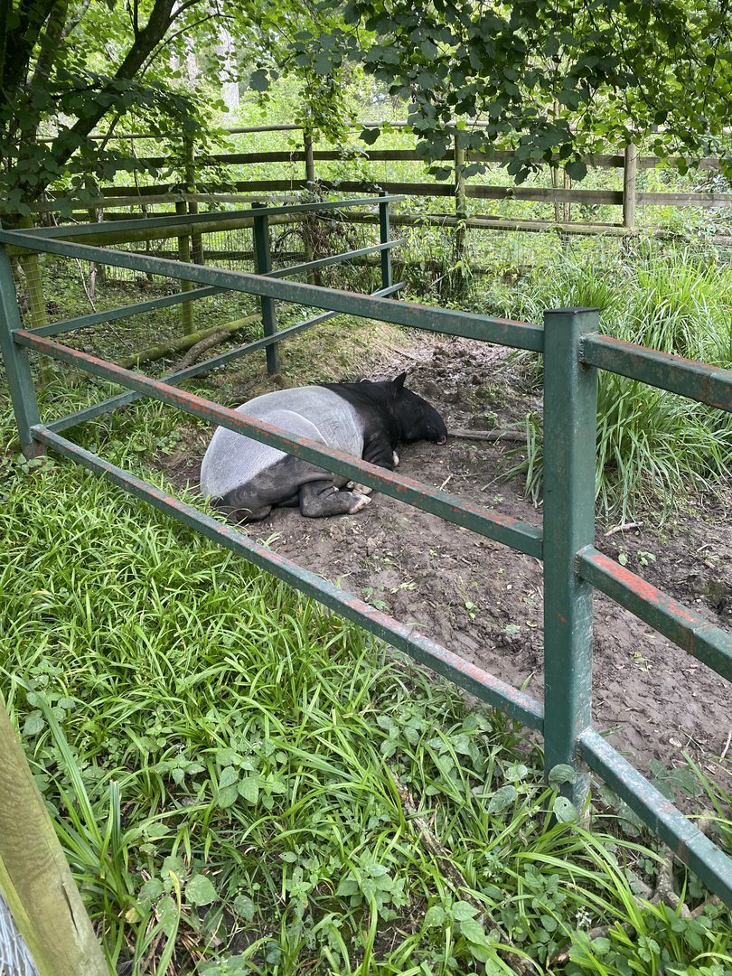 Malayan Tapir - Tengui