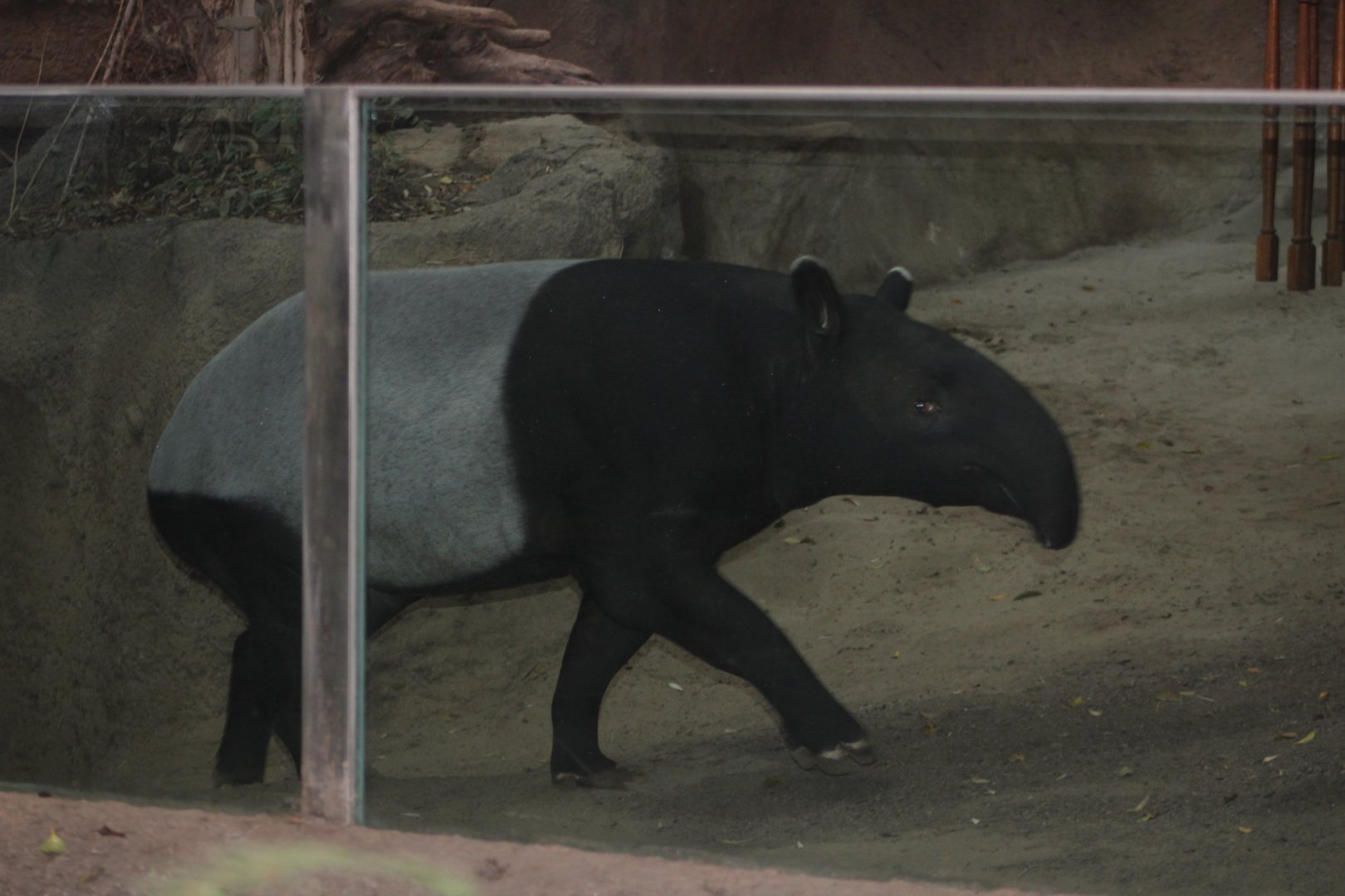 Malayan Tapir - Tiger River