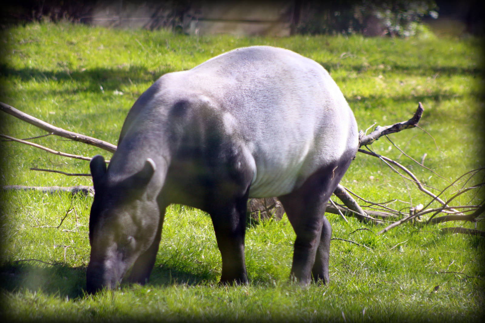 Malayan Tapir - Twycross Zoo - 15/04/2012