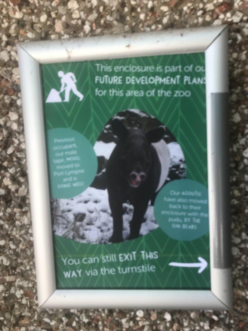 Malayan tapir update