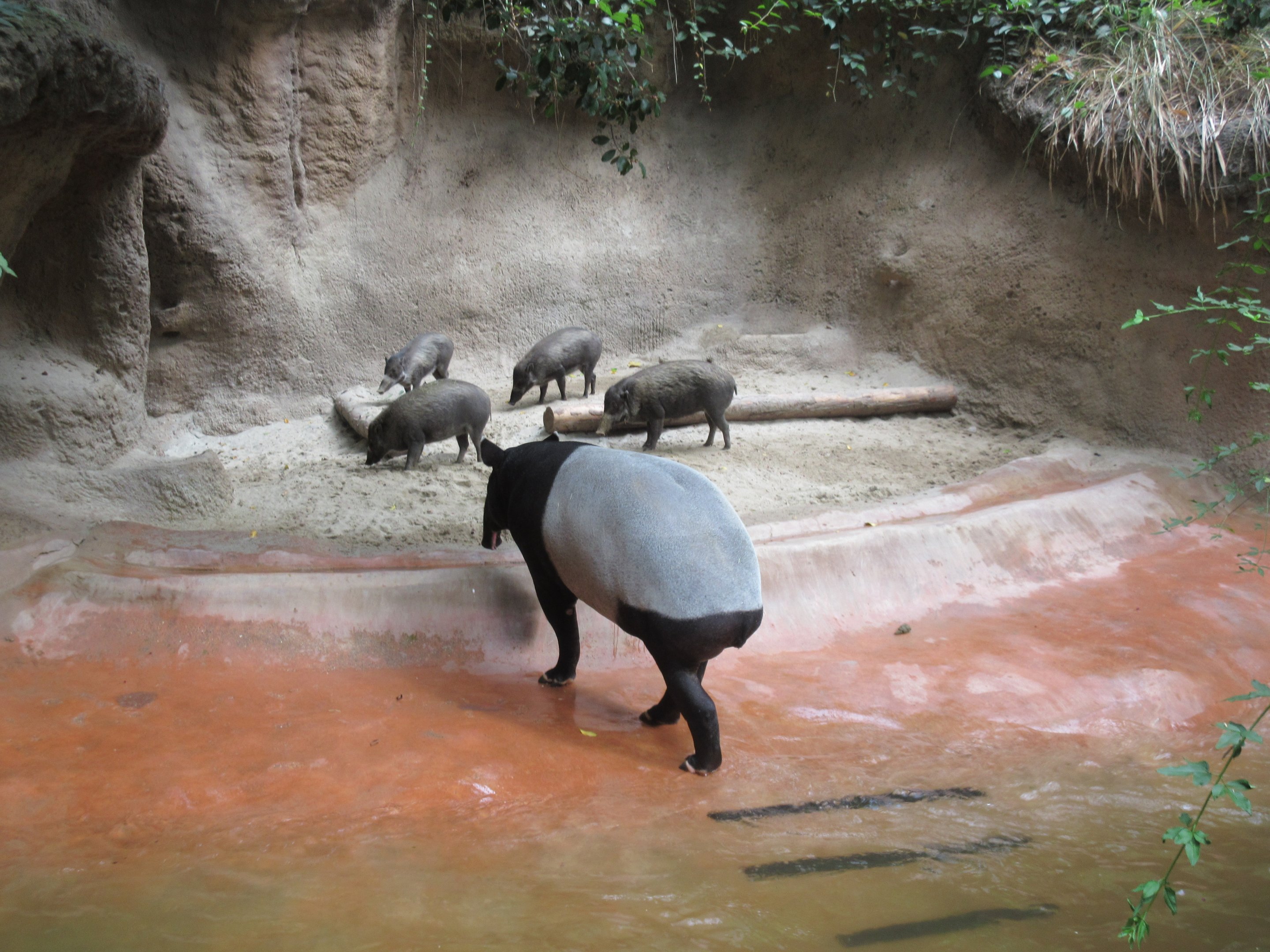 Malayan Tapir + Visayan Warty Pigs