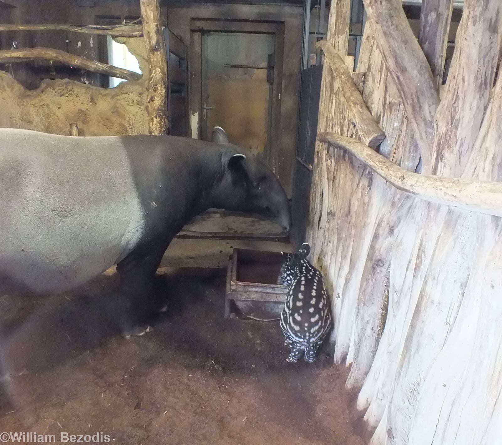 Malayan Tapir With baby
