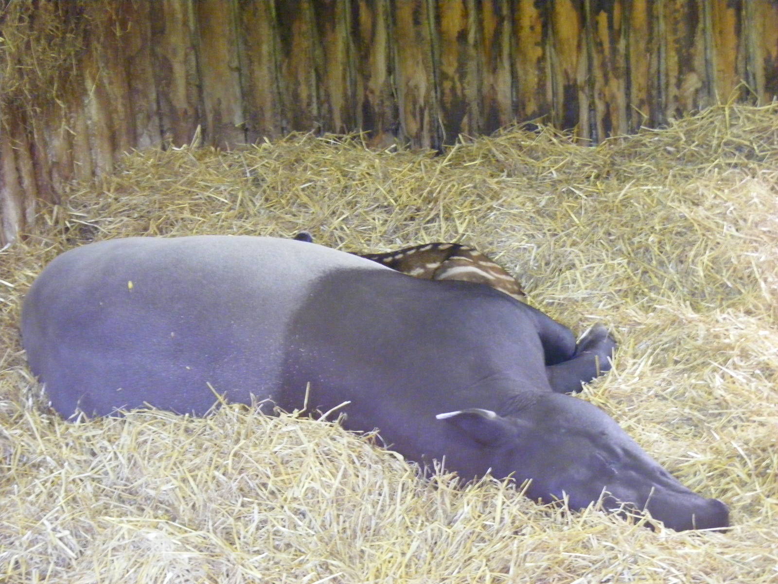 Malayan tapir with calf at Edinburgh Zoo, 21 May 2010
