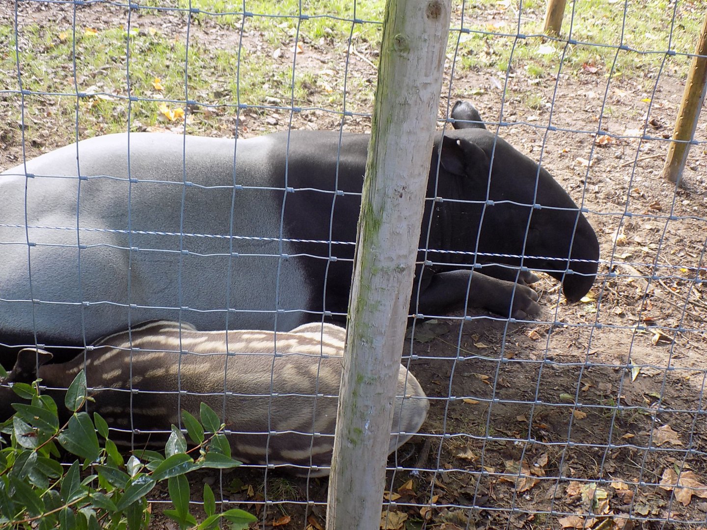 Malayan Tapir with Calf