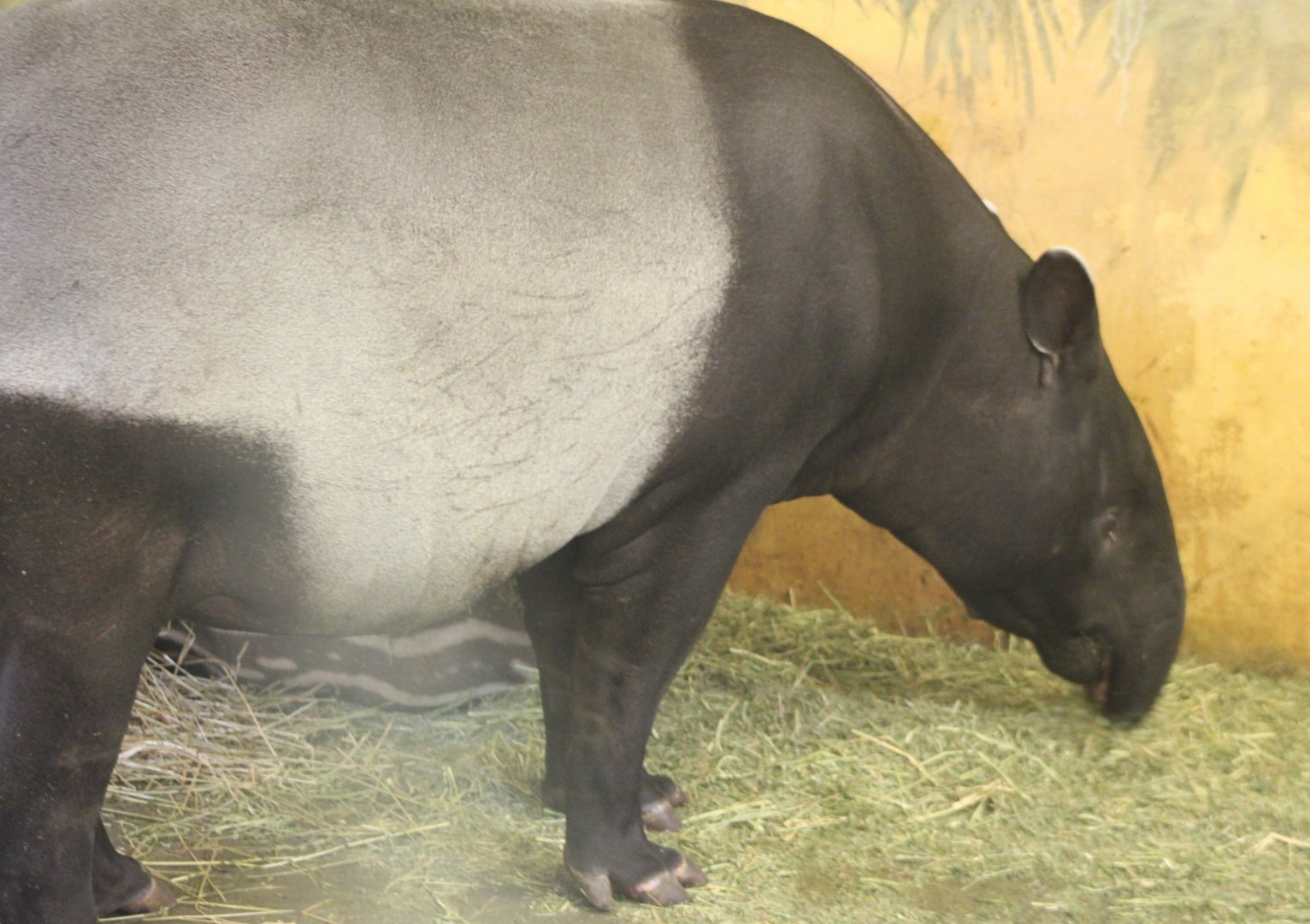 Malayan tapir with calf
