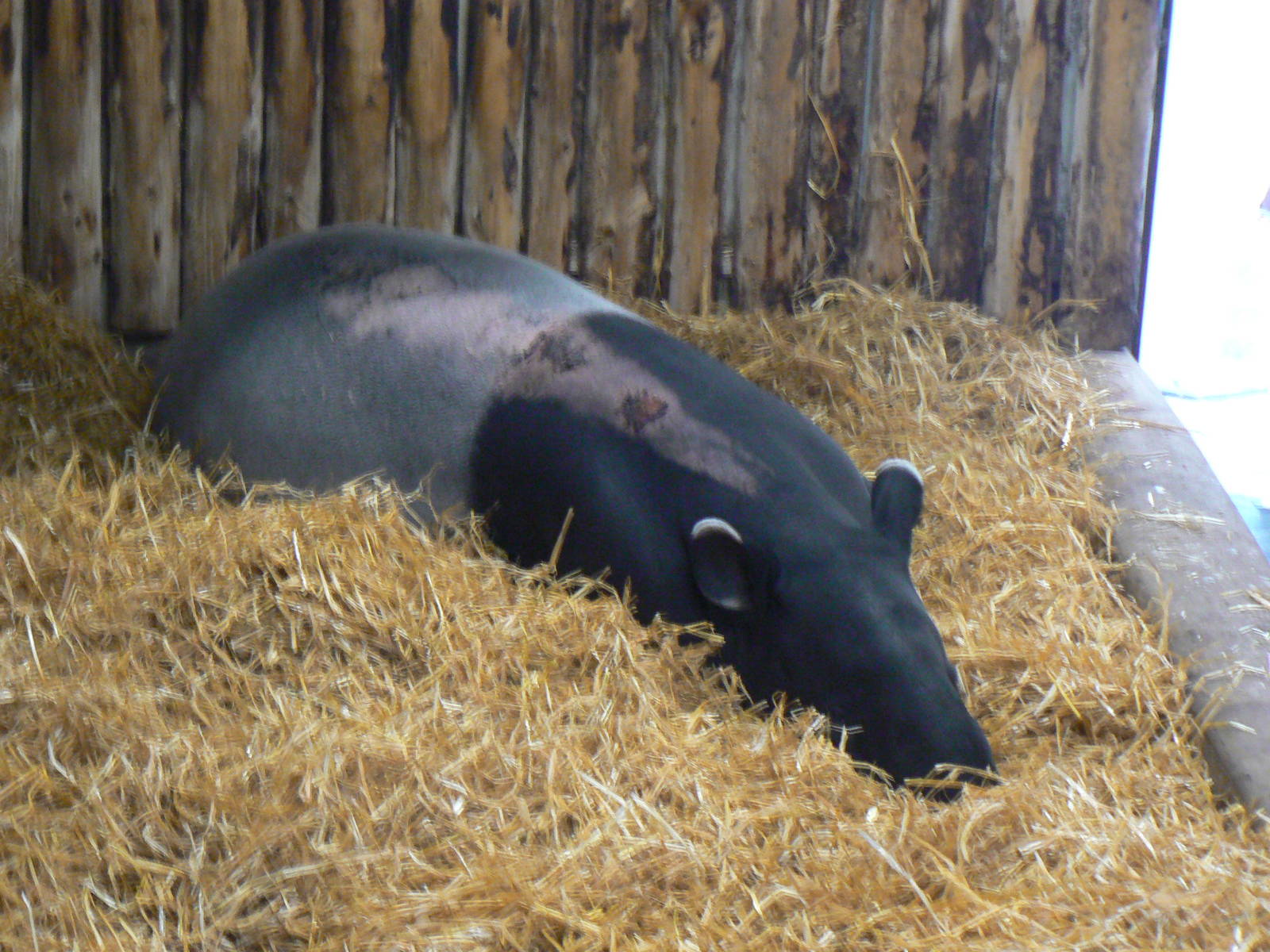 Malayan Tapir With Something Wrong