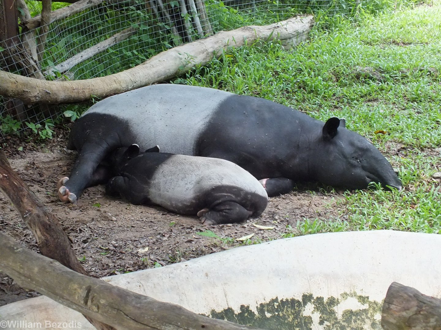 Malayan Tapir with Young