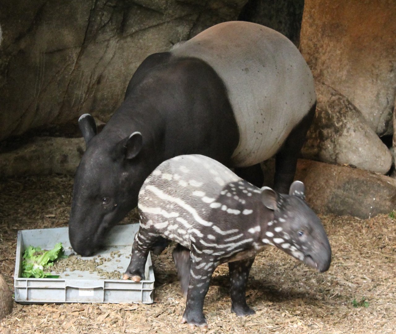 Malayan tapir with young